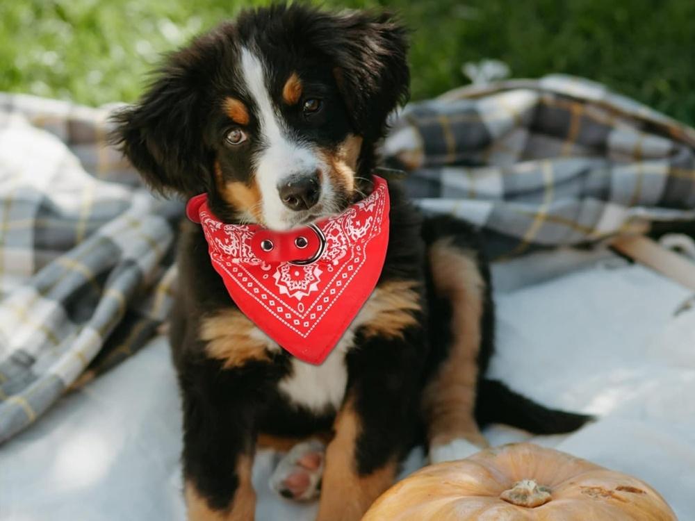 Hundhalsband med Bandana/Halsduk L (35-44CM) Välj färg